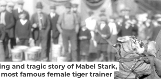 Mabel Stark tamed tigers – and even wrestled with them. Circus and Allied Arts Collection, Illinois State University's Special Collections, Milner Library